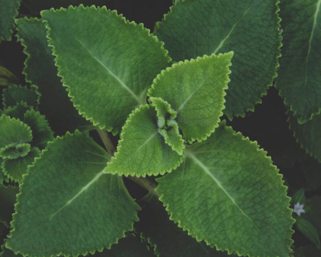 como-plantar-boldo-ciclo-vivo como-plantar-boldo-ciclo-vivo
