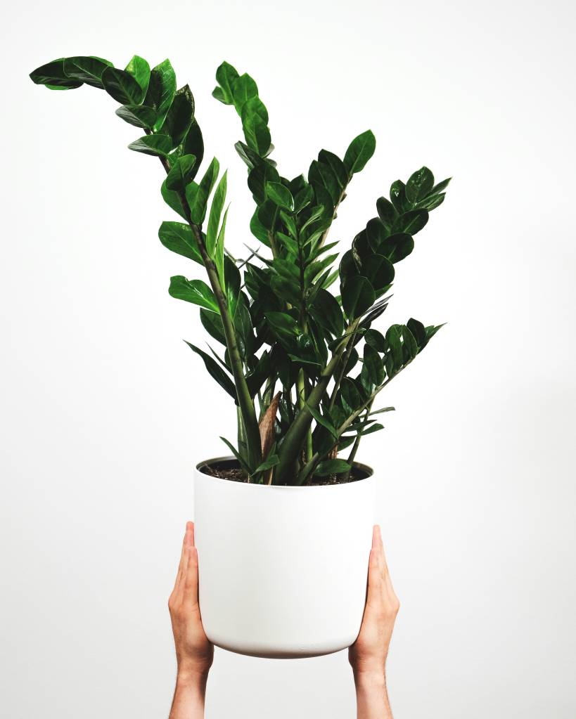 como-plantar-zamioculca-feey-unsplash Como cultivar Zamioculca, a planta ZZ
