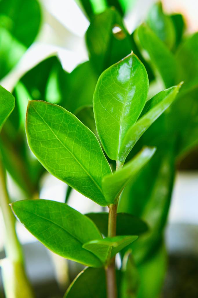 como-plantar-zamioculca-peexels-suki-lee Como cultivar Zamioculca, a planta ZZ
