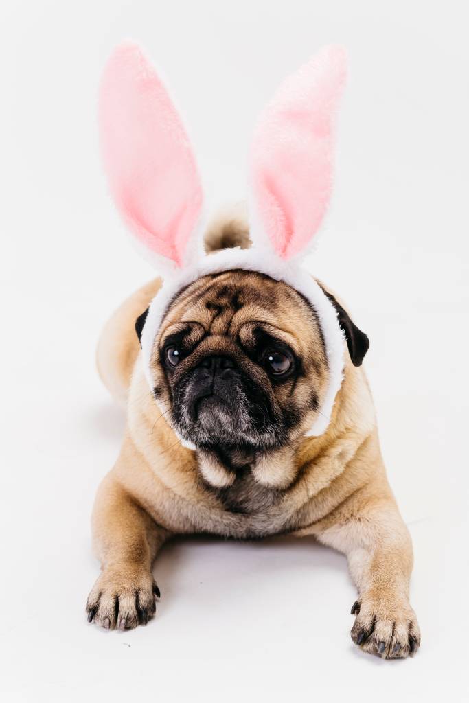 Cães podem comer chocolate? Veja receita para seu pet aproveitar a Páscoa