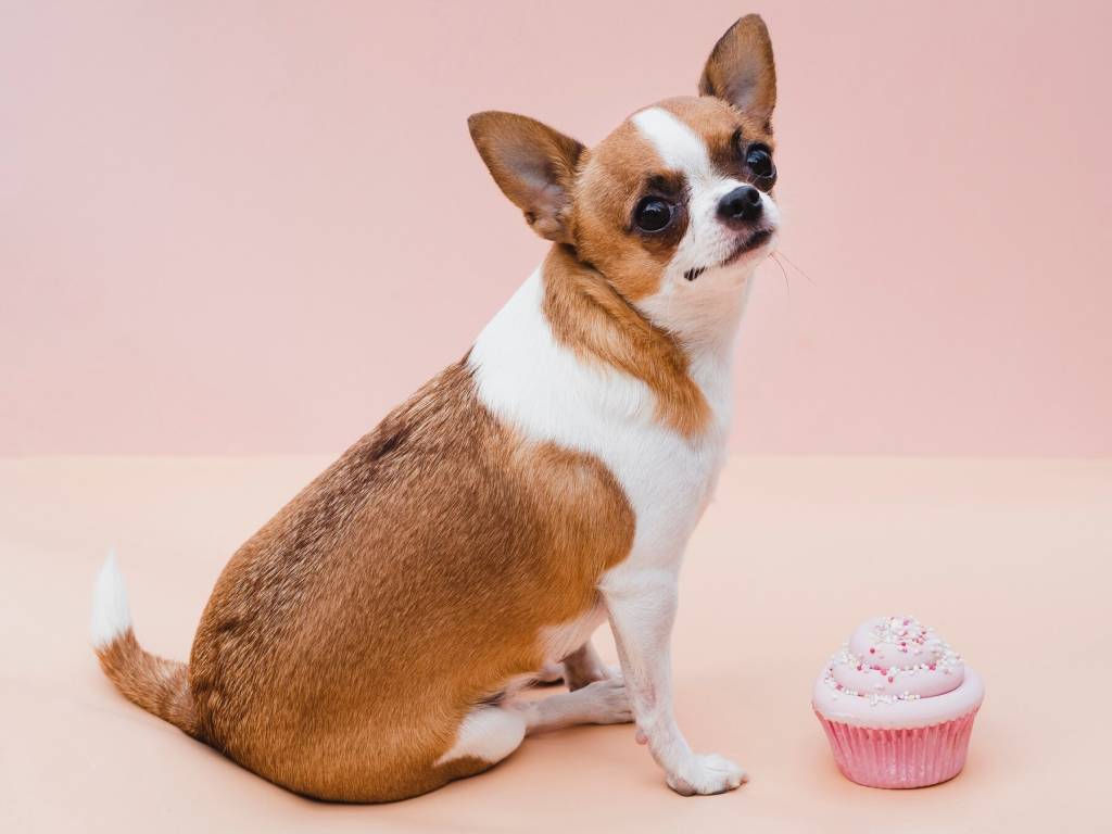 Cães podem comer chocolate? Veja receita para seu pet aproveitar a Páscoa