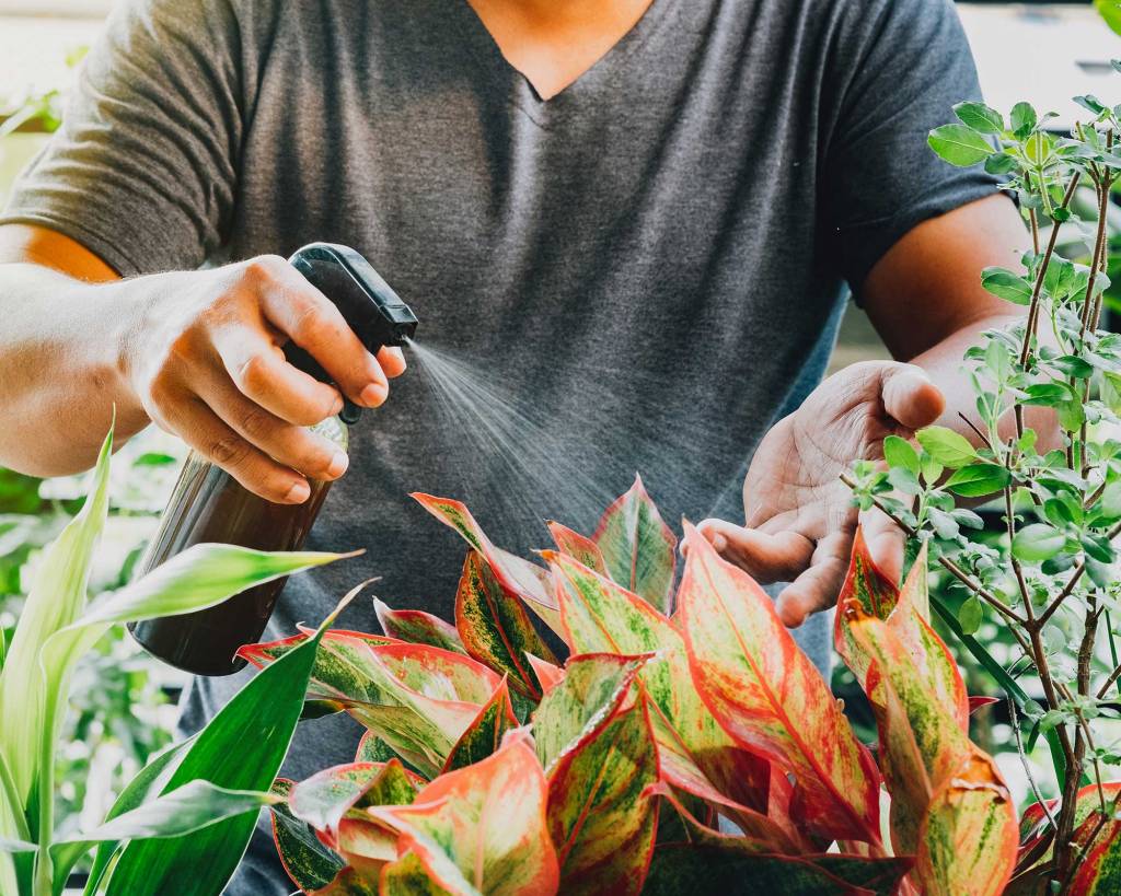 Cropped Hand Of Man Spraying Liquid fertilizer On Red Aglaonema Plant Mão de homem pulverizando fertilizante líquido na planta vermelha de Aglaonema