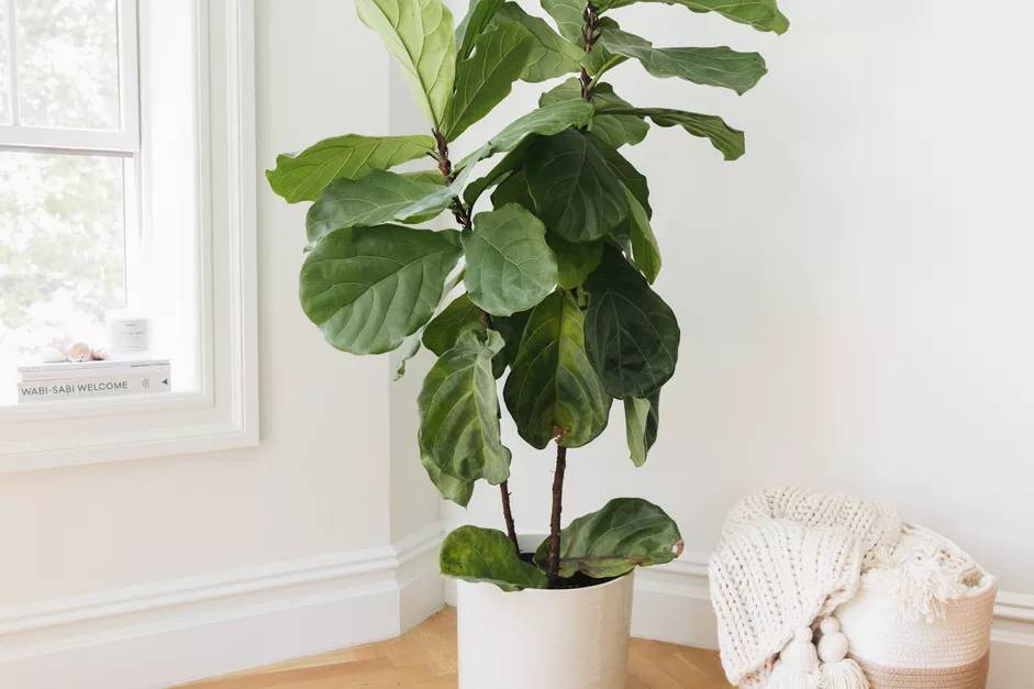 Ficus-lira