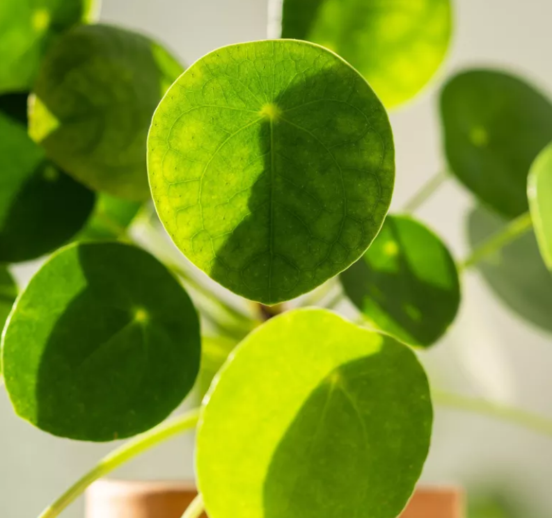 Como-cultivar-uma-planta-chinesa-do-dinheiro-05 Pilea peperomioides