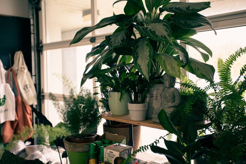 Os-erros-mais-comuns-de-quem-tem-plantas-em-casa-07 Estante com vasos de diferentes espécies