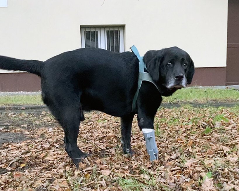Leto, cachorro de médio porte todo preto, em sua primeira caminhada com a prótese impressa em 3D. Ela á uma peça cinza encaixada ao membro esquerdo da frente.