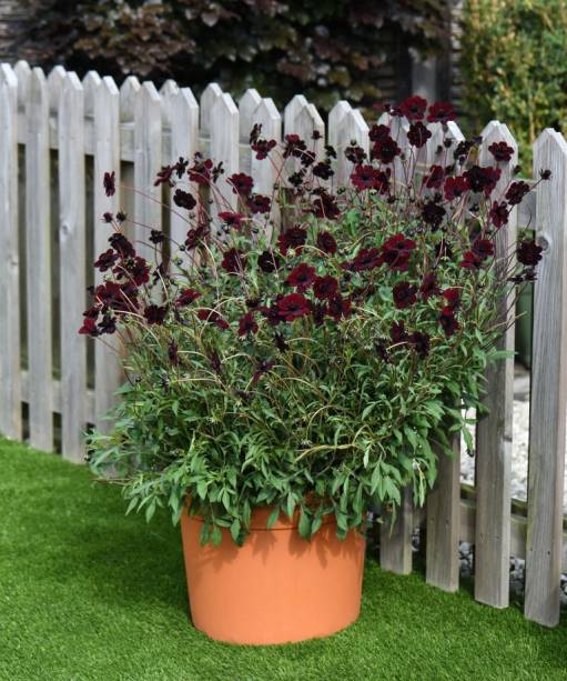 12. COSMOS ATROSANGUINEUS CHOCAMOCHA Uma versão pequena da espécie, esta perene com flores aveludadas com aroma de chocolate pode ser apreciada em um vaso bem drenado ao sol no verão, antes de passar o inverno em ambientes fechados. Certifique-se de regar regularmente quando estiver em crescimento.