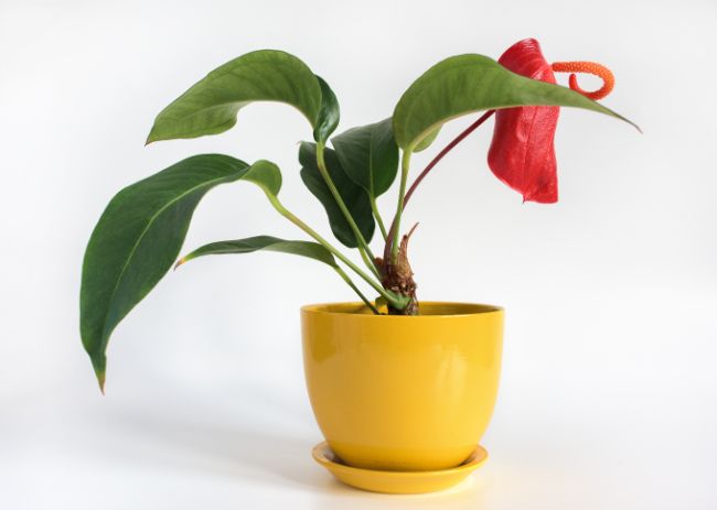 Anturios simbologia e 42 tipos-Smart Garden Guides-plantas jardinagem flores (1) Antúrio plantado em vaso. Ele ostenta uma flor vermelha e folhas viçosas.