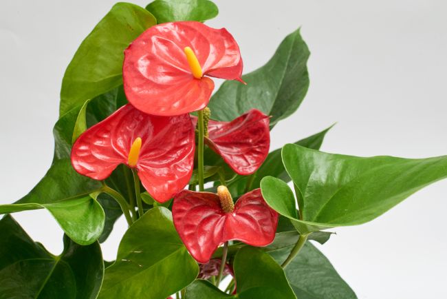 Antúrio ostentando flores vermelhas e folhas viçosas.