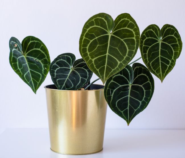 Anturios simbologia e 42 tipos-Smart Garden Guides-plantas jardinagem flores (3) Antúrio plantado em vaso com folhas verdes escuras com veios verdes claros.