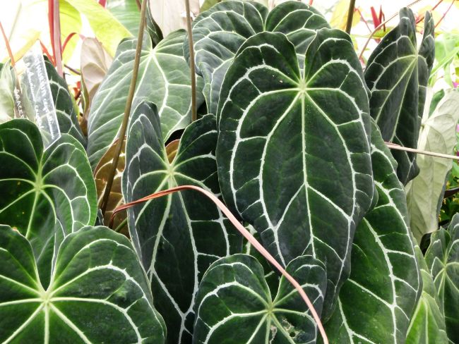 Anturios simbologia e 42 tipos-Smart Garden Guides-plantas jardinagem flores (4) Antúrio com folhas verdes escuras com veios verdes claros.