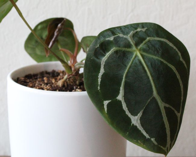 Anturios simbologia e 42 tipos-Smart Garden Guides-plantas jardinagem flores (5) Antúrio plantado em vaso com folhas verdes escuras com veios verdes claros.