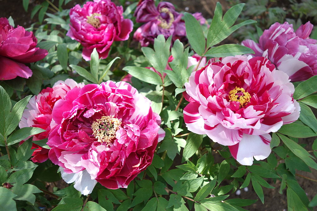 Flores de peônia cor de rosa.