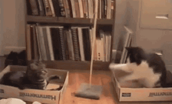 Dicas-de-limpeza-e-organização-para-quem-tem-pet-em-casa-02 Gatos brincando juntos