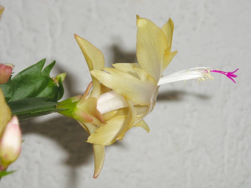 como-plantar-cuidar-flor-de-maio-wikimedia-commons Flor de maio amarela