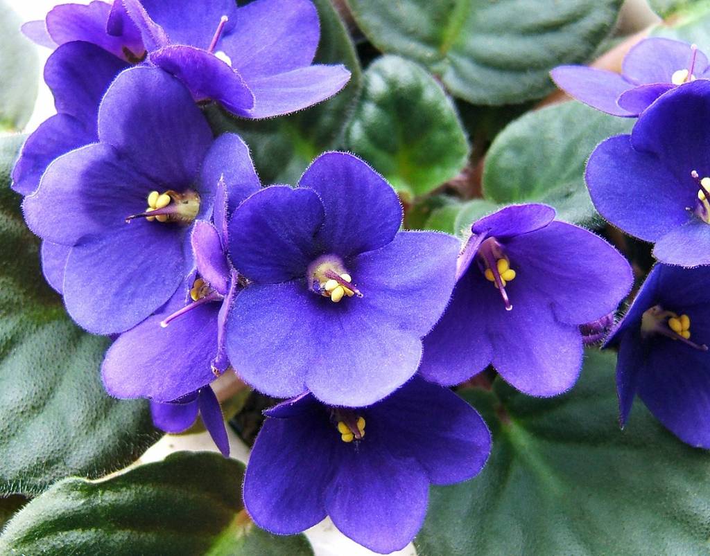 como-plantar-cuidar-violetas-africanas-wikimedia-commons-wildfeuer-01 Violeta africana