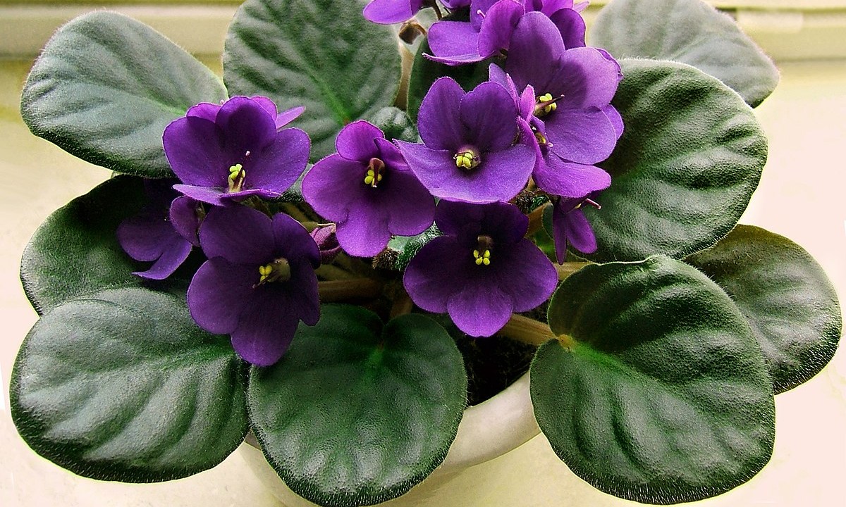 Violeta africana em vaso