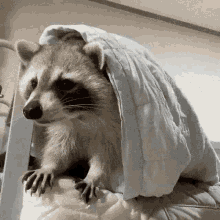 edredom-coberta-gif Gif de guaxinim se escondendo em coberta