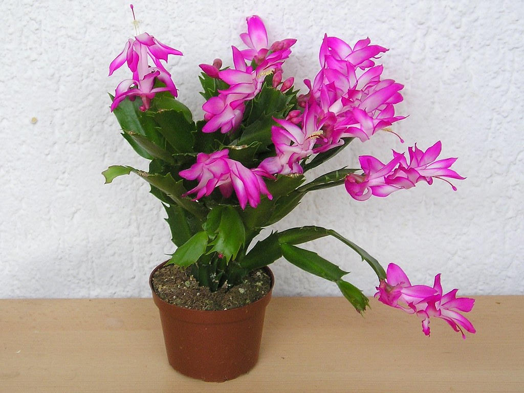 flor-de-maio-flikr-Maja Dumat Como plantar e cuidar de Flor de Maio. Na foto, flor de maio rosa em vaso.