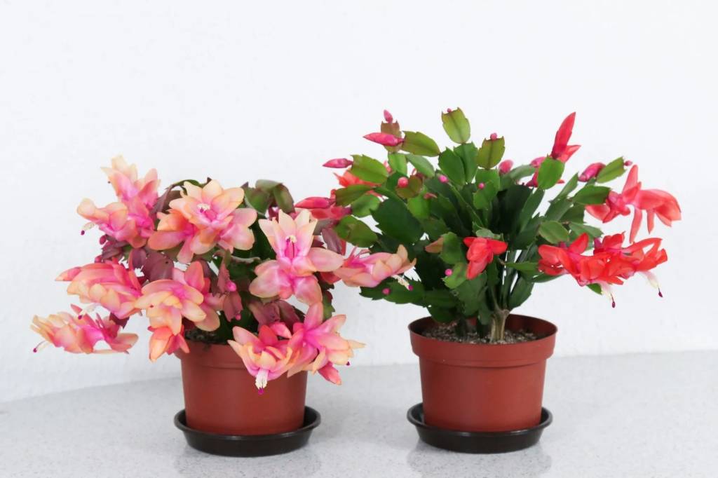 flor-de-maio-picture-this Como plantar e cuidar de Flor de Maio. Na foto, dois vasos de flor maio em tonalidades de rosa