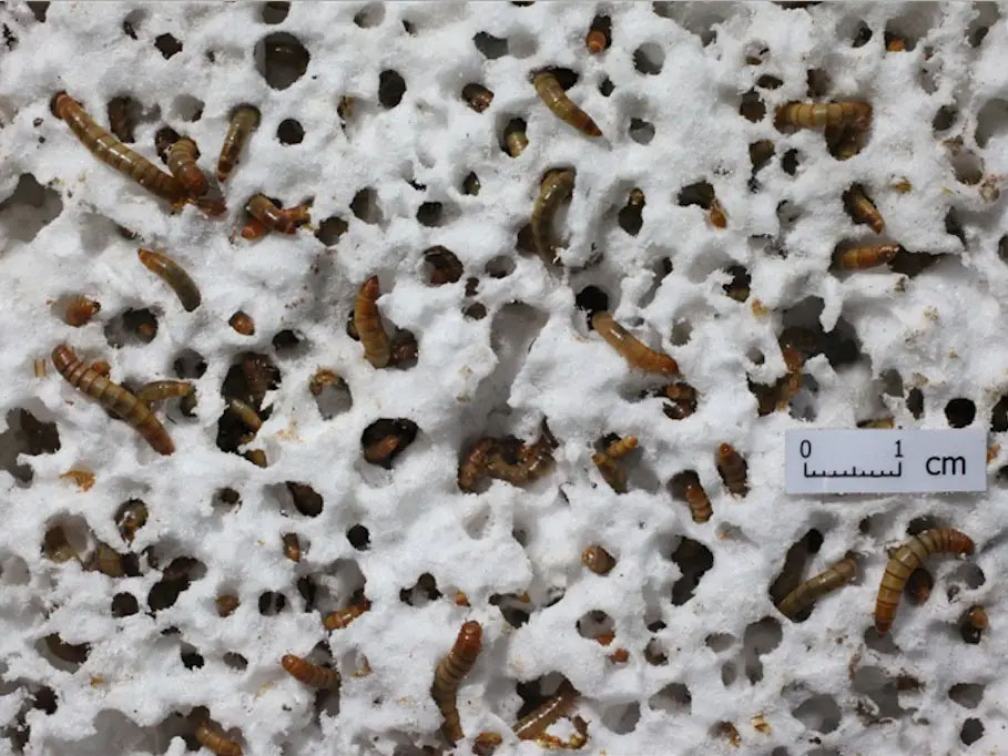superminhocas-plastico-descoberta Várias minhocas se alimentam de um pedaço de isopor