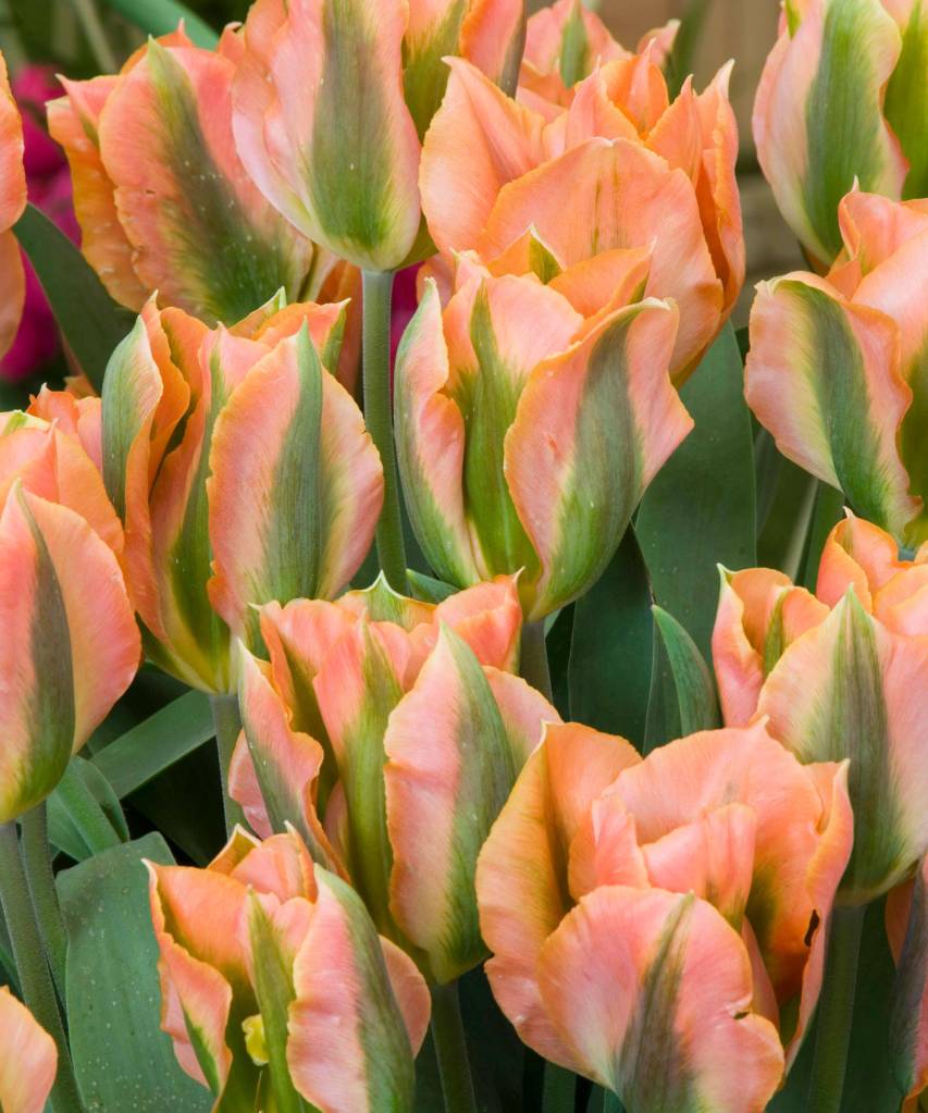 Tulipa ‘Artist’- – (Viridiflora) MIW251685 Flores de tulipa laranjas com detalhes em verde.