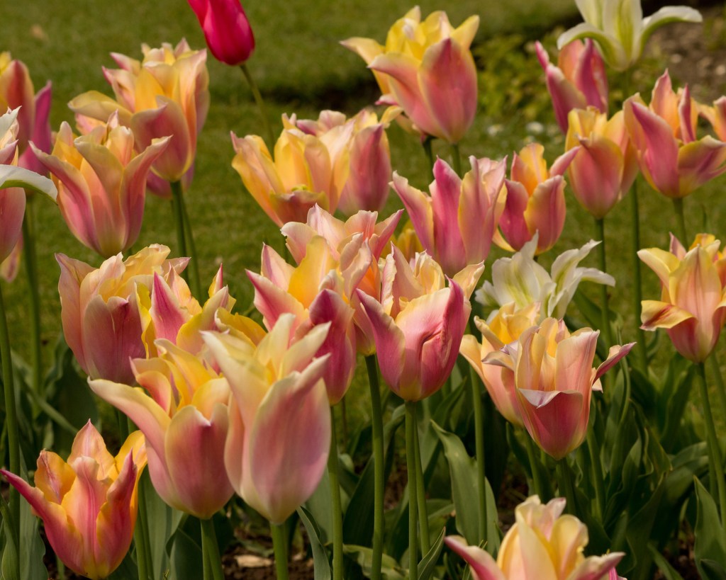 Flores de tulipa em amarelo e avermelhado.
