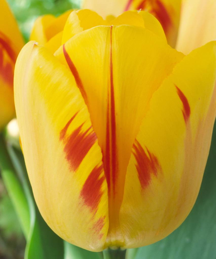 Tulipa ‘Olympic Flame’. AGM Darwinhybrid group tulip. Flor de tulipa amarela com pinceladas em vermelho.