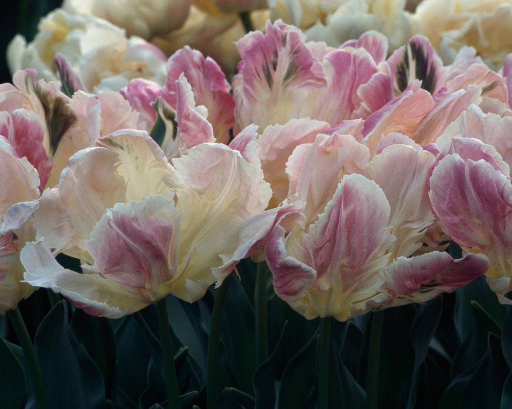 Parkiet Tulip (Tulipa Libretto Parrot), Liliaceae. Flores de tulipa brancas e arroxeadas. Aa pétalas são rugosas.