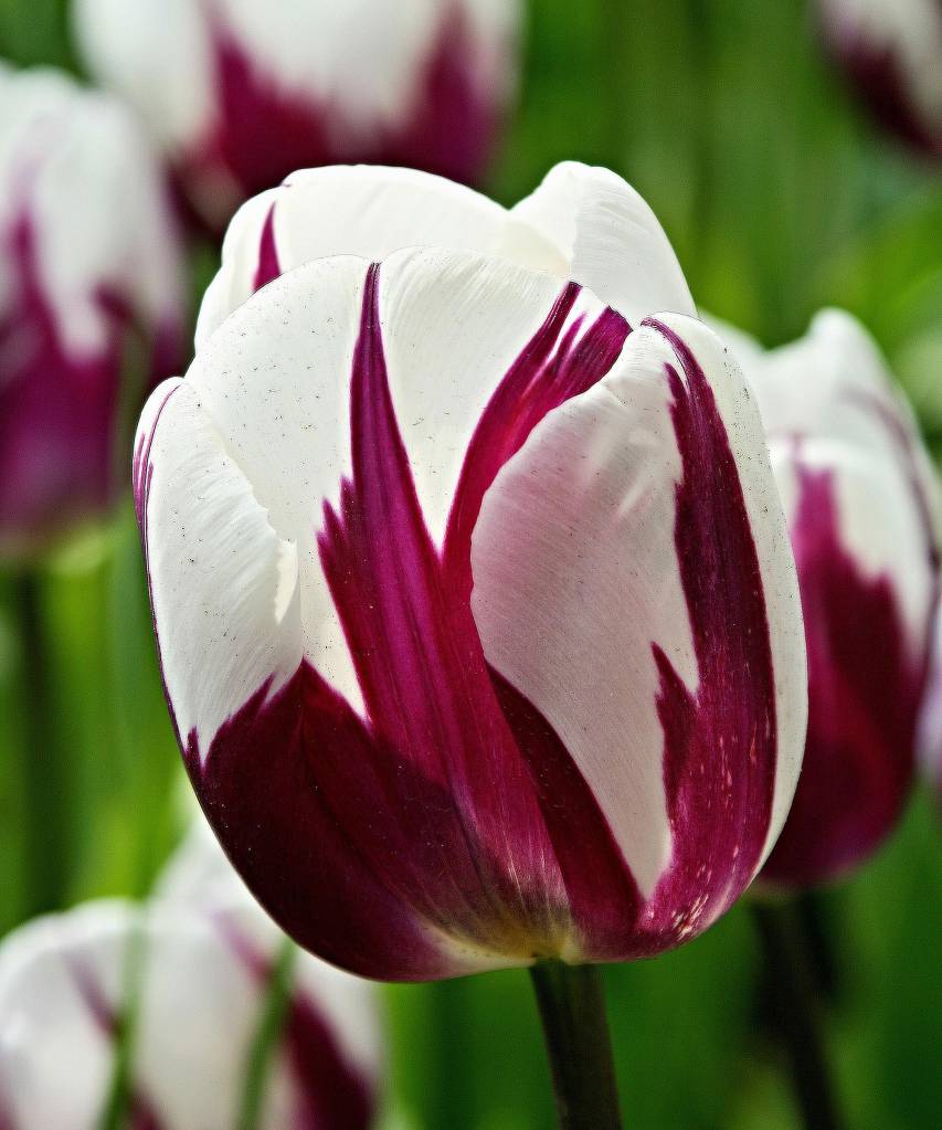 Rems Favourite, Triumph Tulip, White – Purple Flames, Park Keukenhof, Holland Flor de tulipa branca com manchas em vinho.