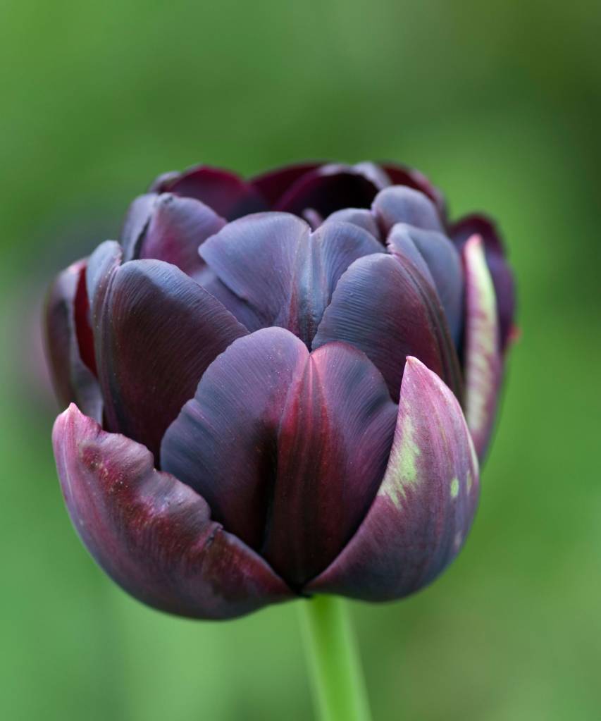 TULIPA BLACK HERO TULIP Flor de tulipa em tons de roxo escuros.