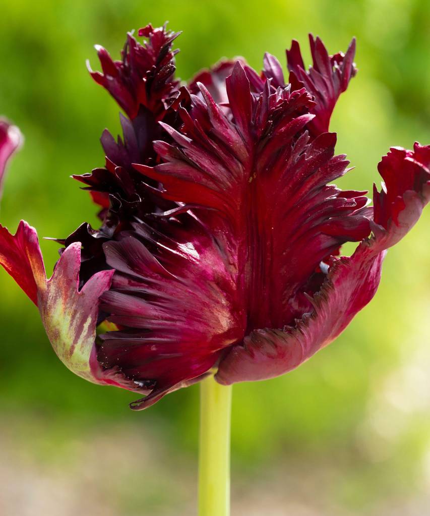 Dark red feathered bloom of the spring flowered parrot tulip, Tulipa Black Parrot Flor de tulipa cor de vinho com pétalas rugosas.