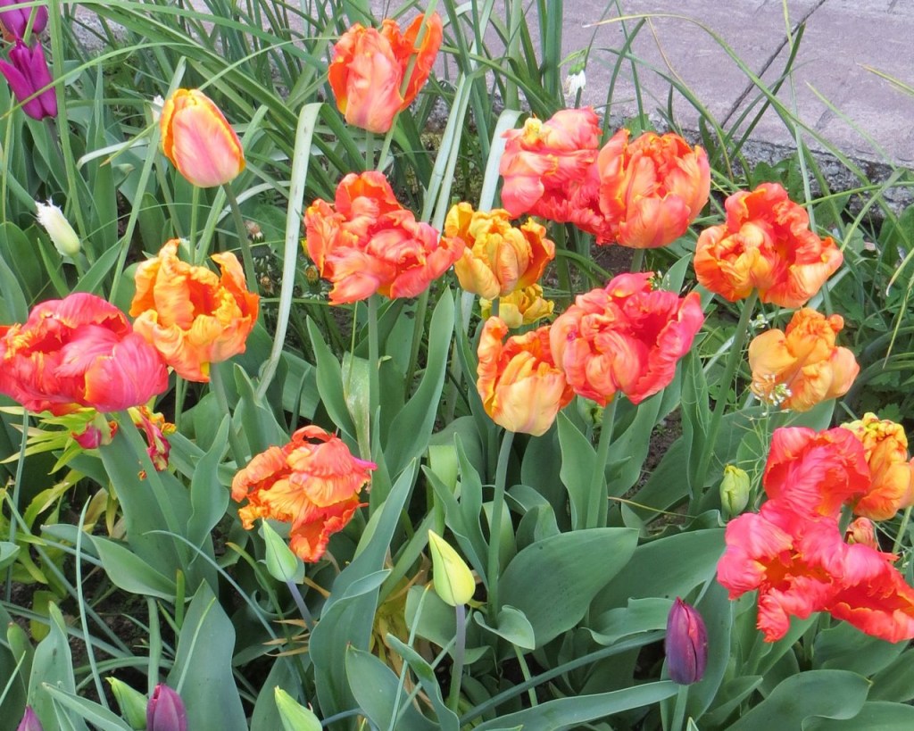 Flores de tulipas em tons de laranja, amarelo e vermelho.