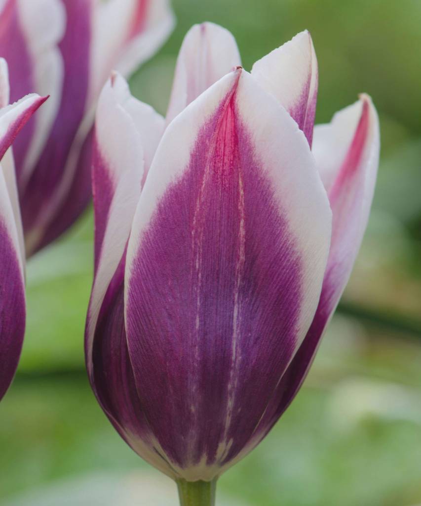Tulip variety Ballade. Tulip flower in garden. Flor de tulipa alongada roxa, com extremidades brancas.