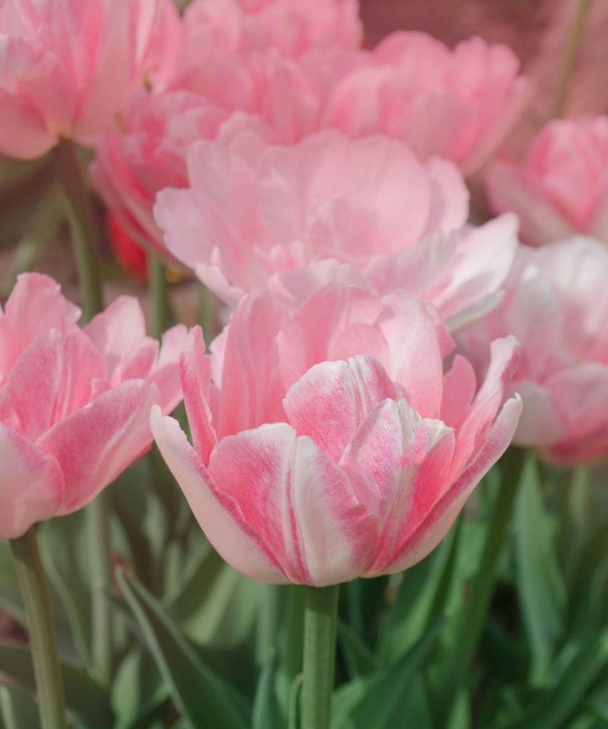 Double pink peony tulip in garden. Pink unusual flowering double tulip Angelique Flores de tulipa em rosa claro.