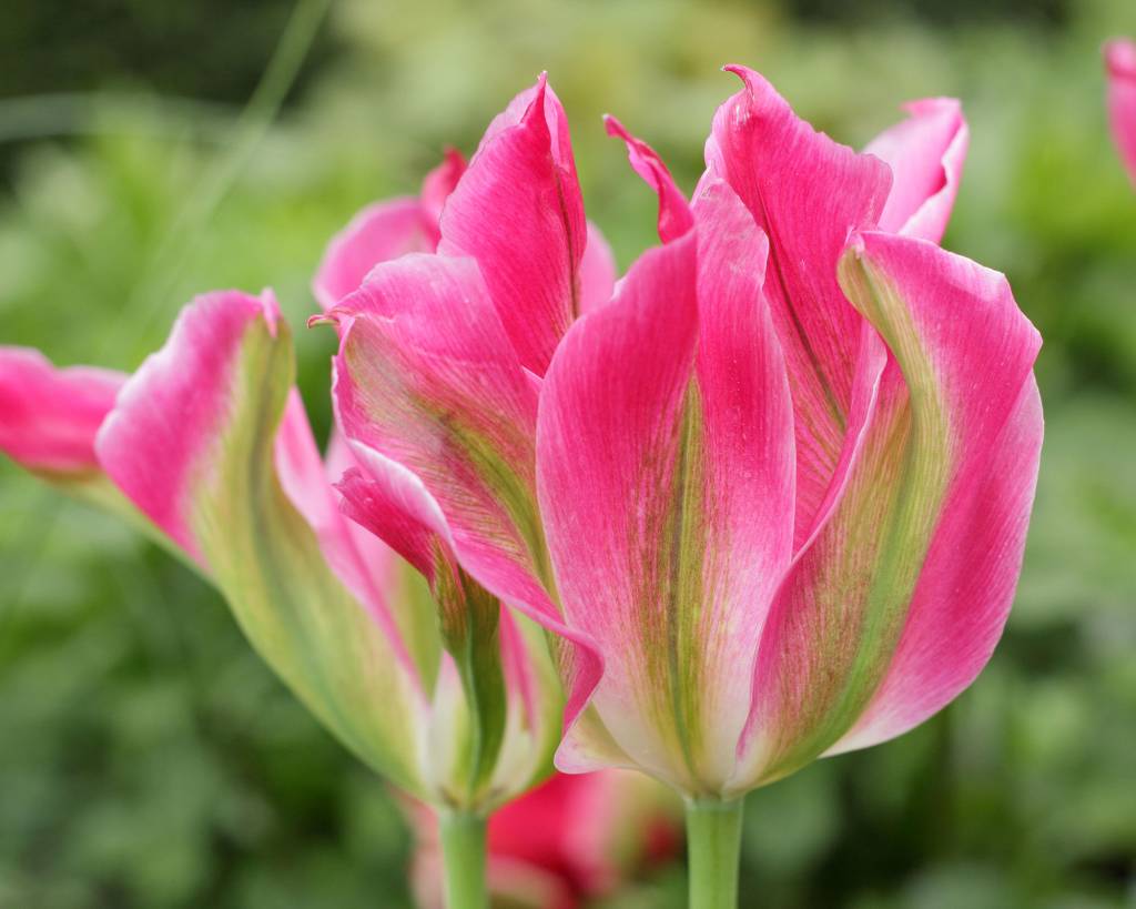 Tulipa ‘Florosa’. Tall, elegant blooms of Florosa tulip in a UK garden Flor de tulipa com pétalas rosas.