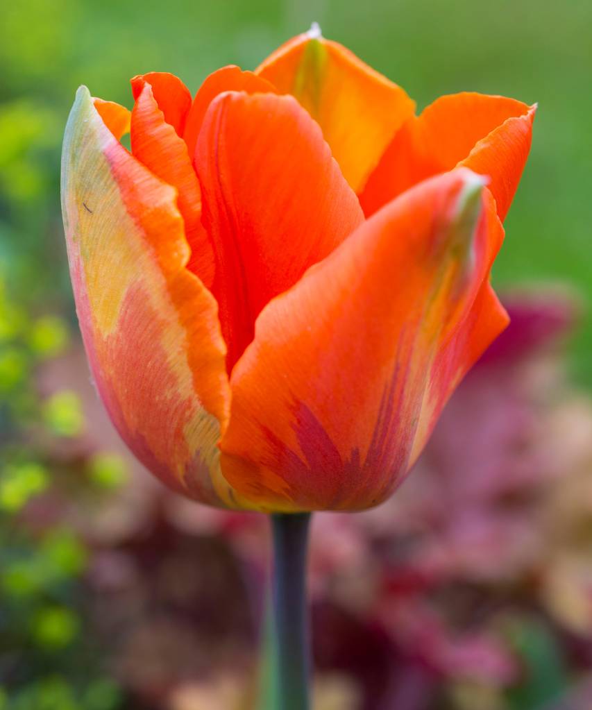 Tulipa ‘Hermitage’ Flor de tulipa laranja.