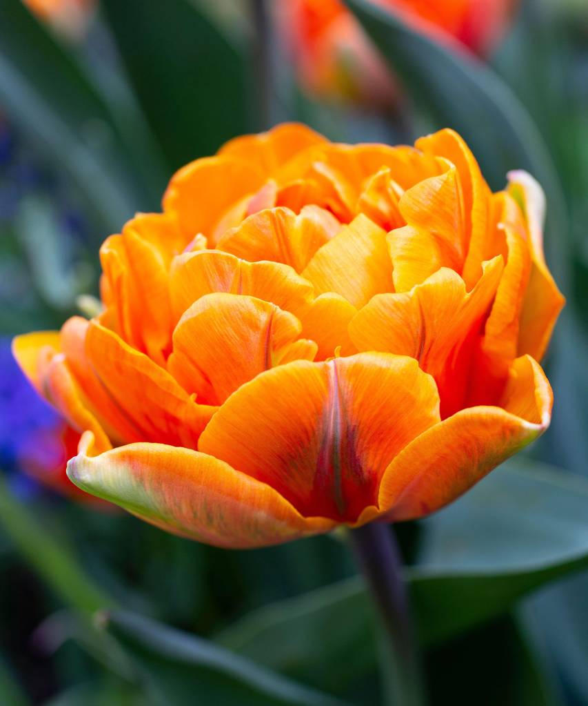 Tulipa ‘Orange Princess’ Flor de tulipa laranja.