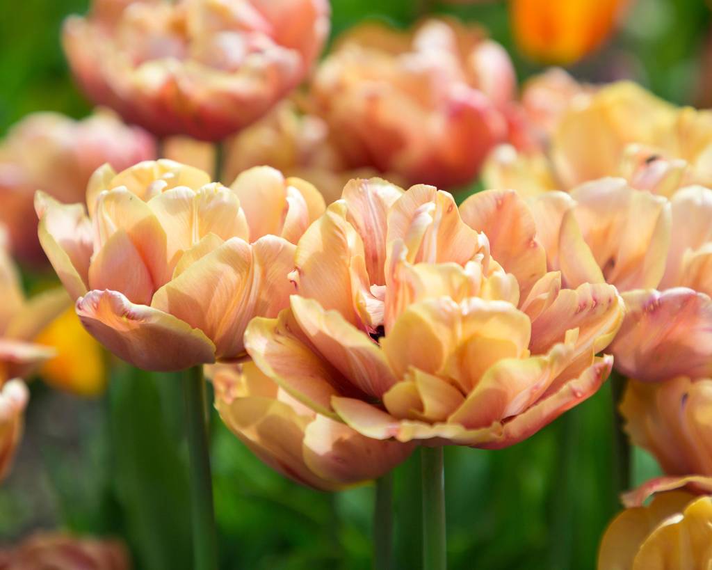 Tulipa ‘La Belle Epoque’ Flores de tulipas em tons pastéis de laranja.