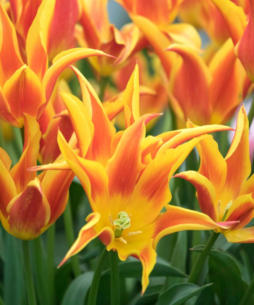 Tulips Fly Away Flor de tulipa em tons de laranja e amarelo.
