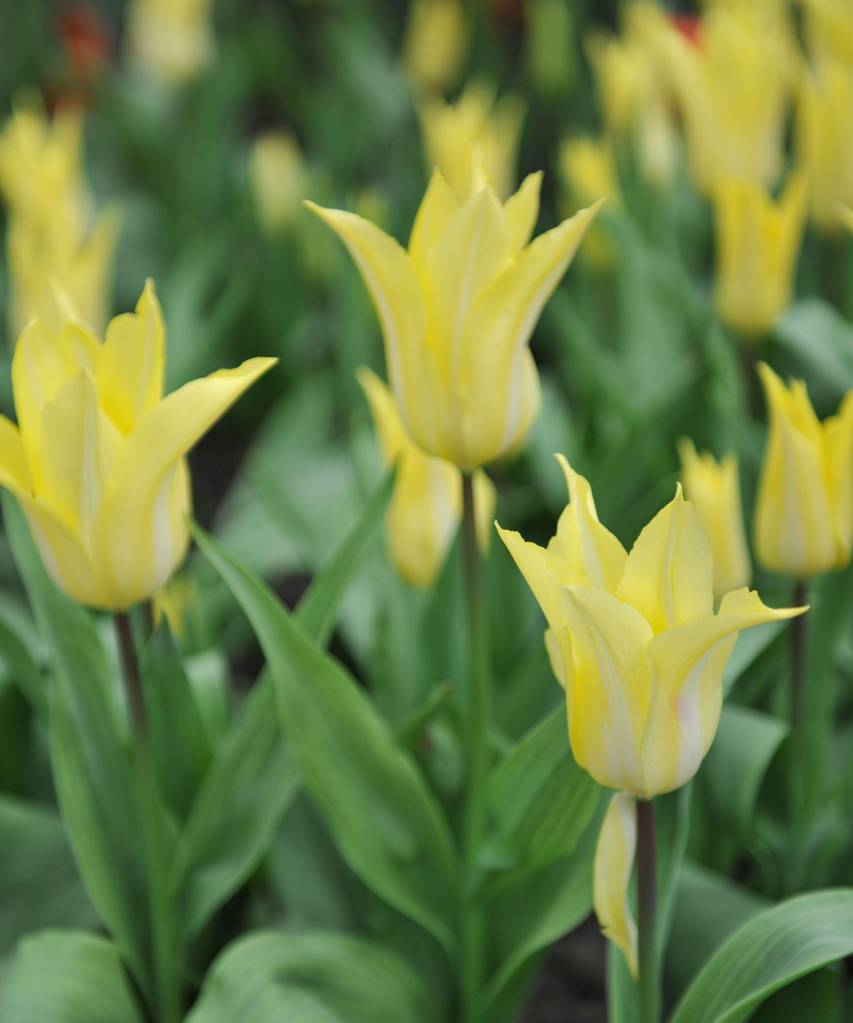 Yellow lily-flowered tulips (Tulipa) Florijn Chic bloom in a garden in April Flor de tulipa em tons de amarelo claro.