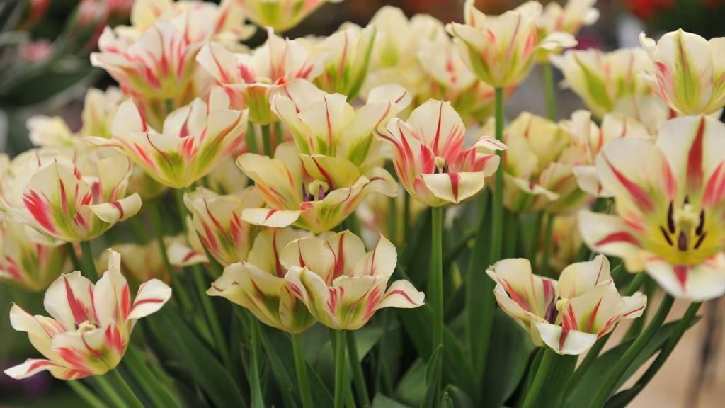 A bouquet of Viridiflora tulips (Tulipa) Flaming Springgreen on an exhibition in May Tulipa florida em amarelo creme com listras avermelhadas.