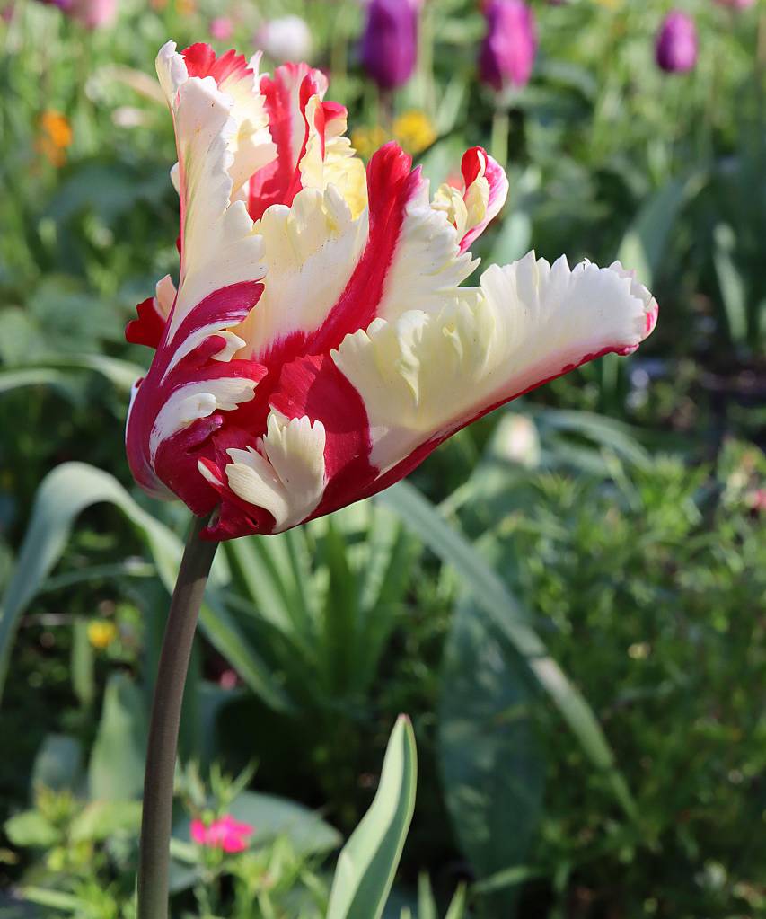 Tulipa gesneriana var dracontia Estella Rijnveld Parrot Parrot 10Estella Rijnveld Parrot tulip – twisted cream petals, large red flames,April, UK Flor de tulipa com pétalas rugosas brancas com manchas vermelhas.