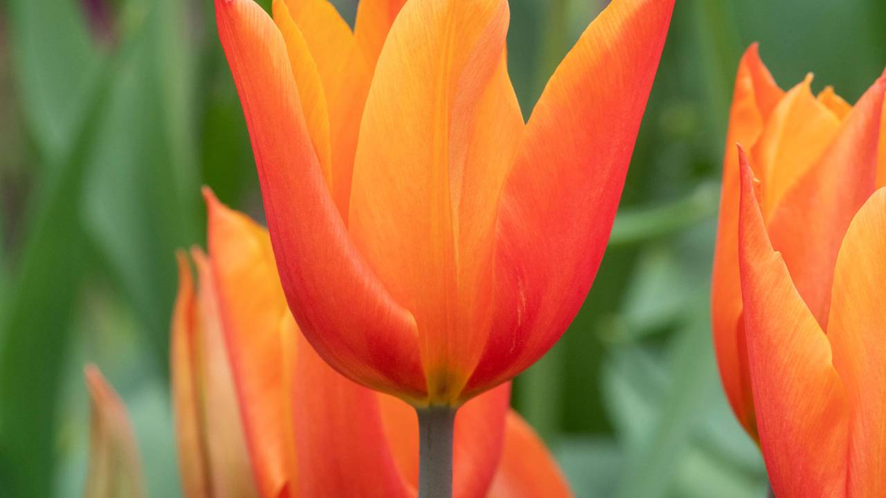 Flor de tulipa laranja.