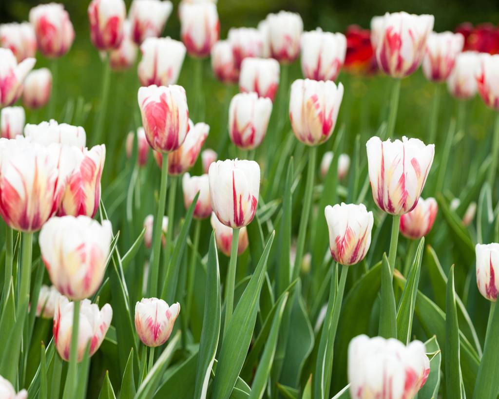 ‘Carnaval de Rio’ Triumph Tulip, Triumftulpan (Tulipa gesneriana) Flores de tulipas brancas com listras vermelhas.