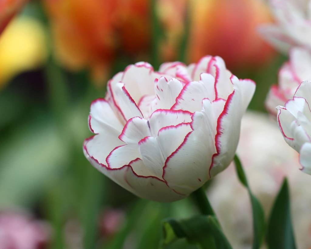 Tulip white with a pink close up on a green background it is horizontal. Grade Danceline. Macro. Liliaceae Family. Tulipa. Flor de tulipa branca com extremidades rosas.