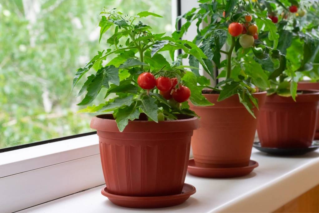 Tomates em vasos