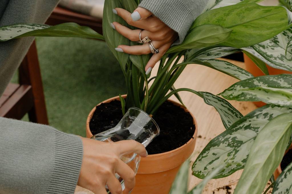 Regando plantas como, quando e quais ferrmentas usar Cottonbro pexels (2) Rega de planta envasada com garrafa de vidro.