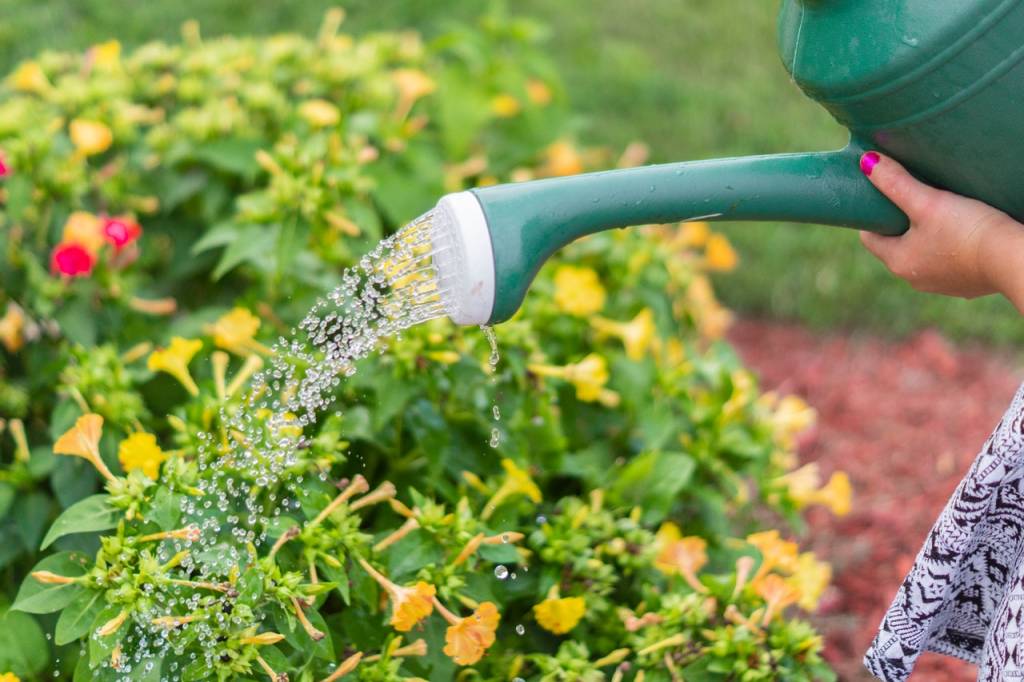 Rega de jardim externo com regador.