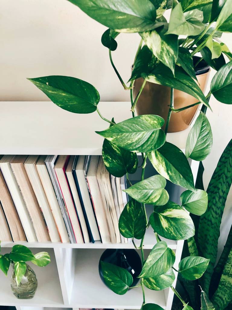 jiboia-sandra-martins-unsplash-02 Como plantar e cuidar de jiboia